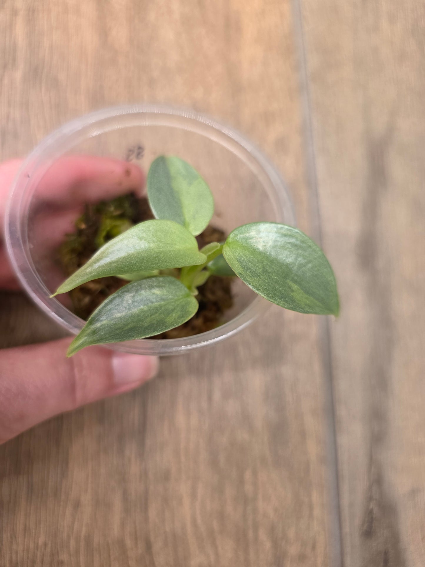 Philodendron Silver Sword Variegated