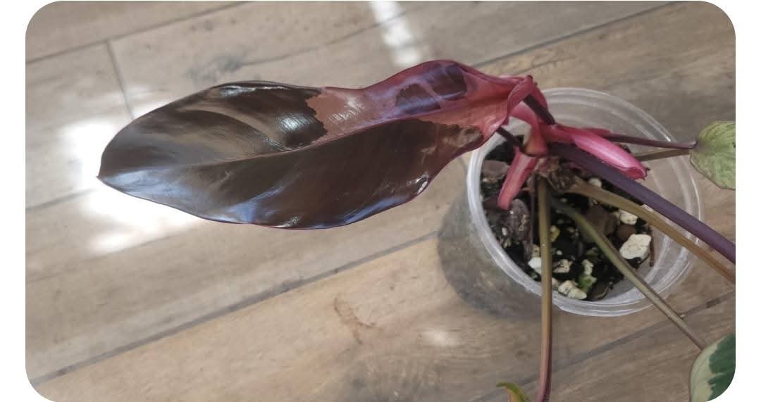 Philodendron Phantom Flame FIRST EVER RELEASE! 🦄