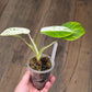 Philodendron Emerald Ice