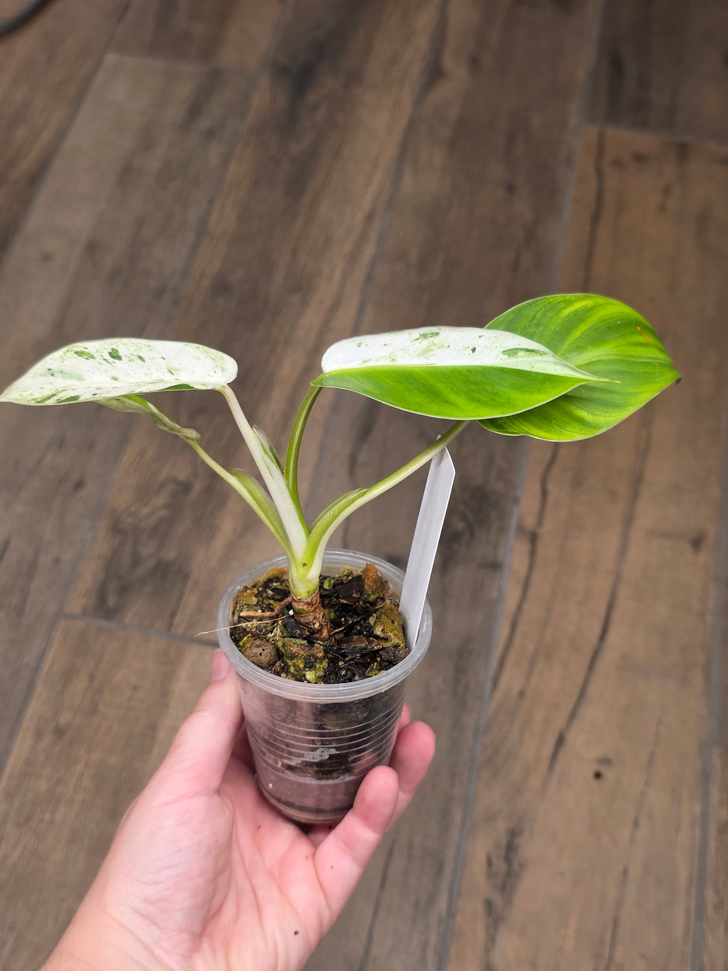 Philodendron Emerald Ice