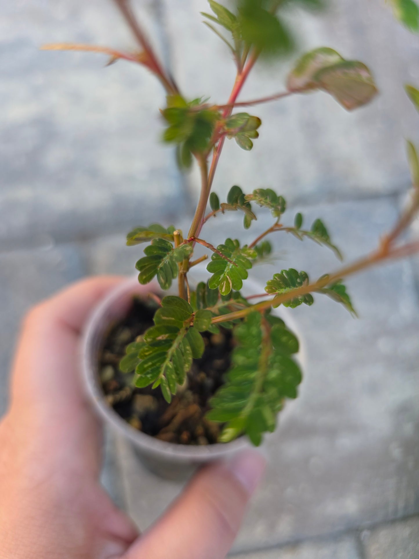 Phyllanthus Urinaria Variegated