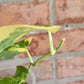 Scindapsus Argryaeus Sentarum