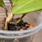 Hoya Bhutanica