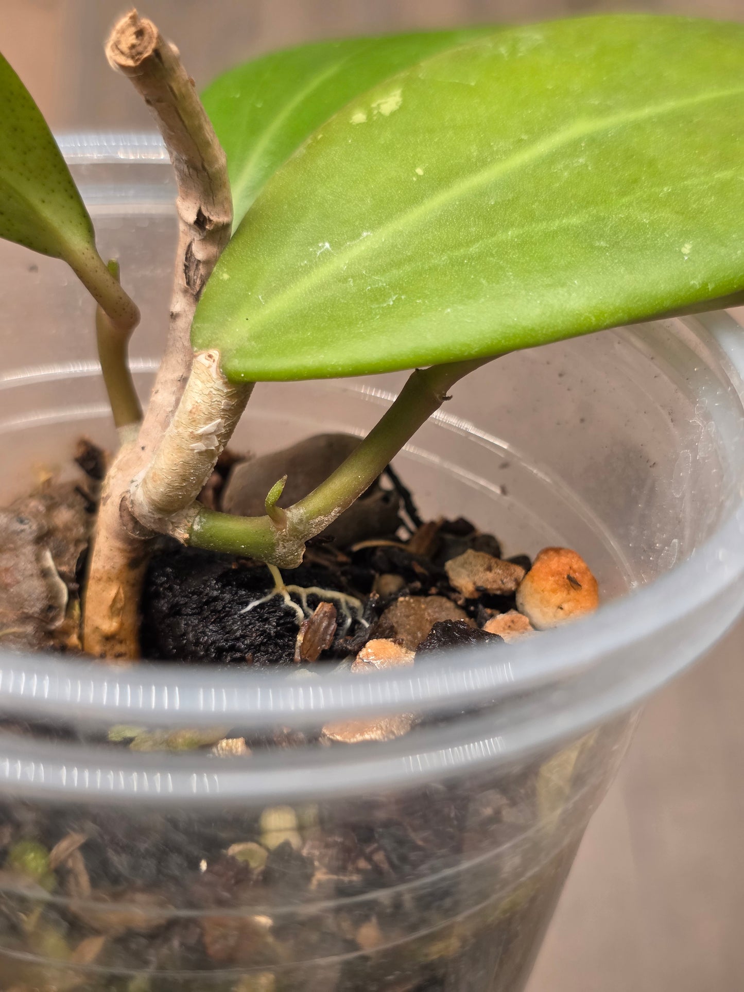 Hoya Bhutanica