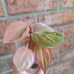 Philodendron Micans Albo/Pink Variegated