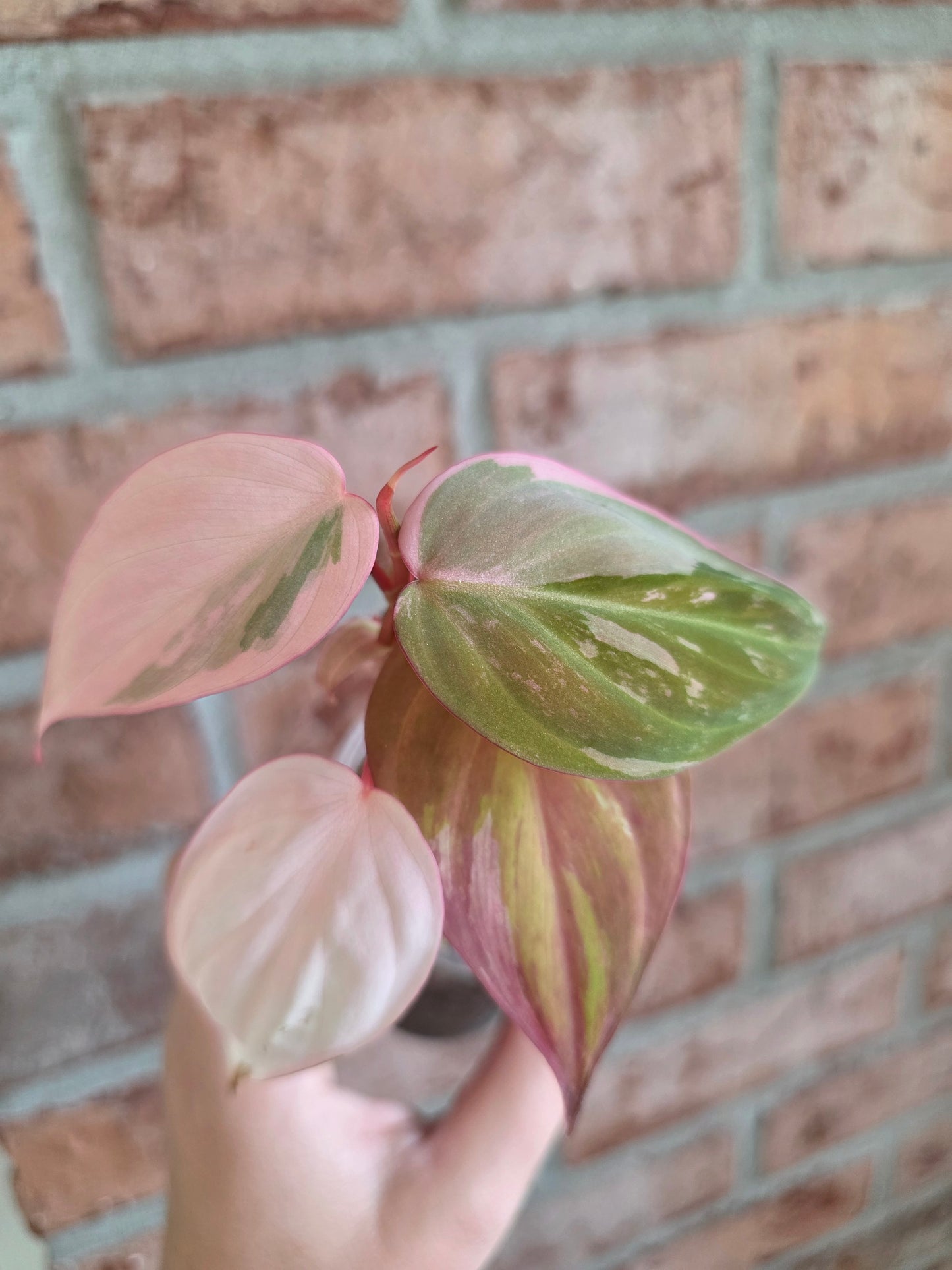 Philodendron Micans Albo/Pink Variegated