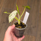 Philodendron Emerald Ice