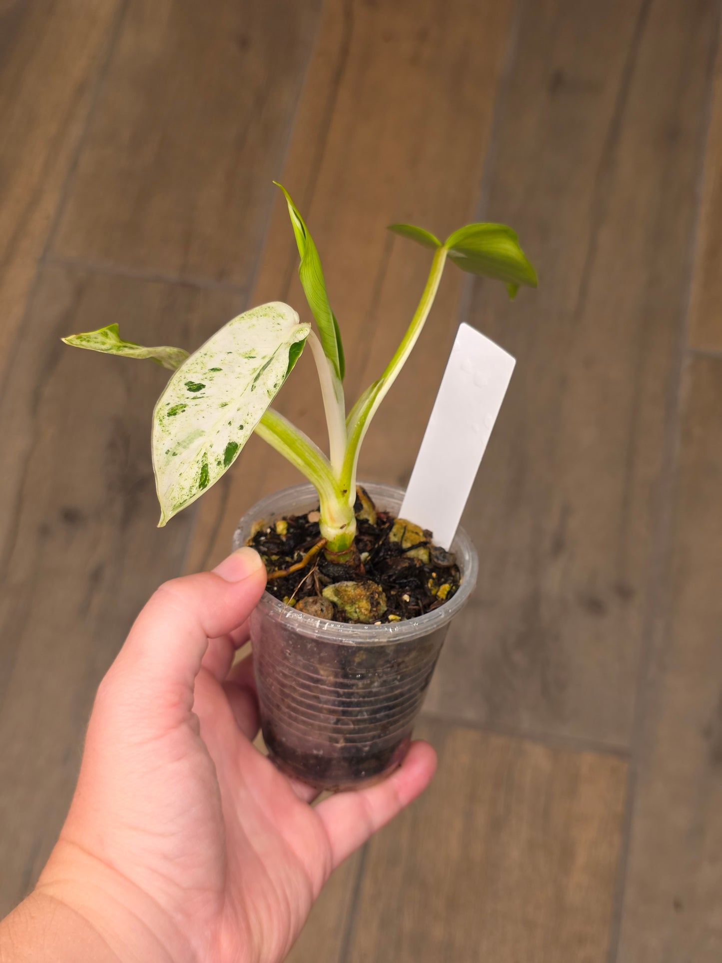 Philodendron Emerald Ice