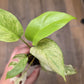 Rhaphidophora Tetrasperma White Monster