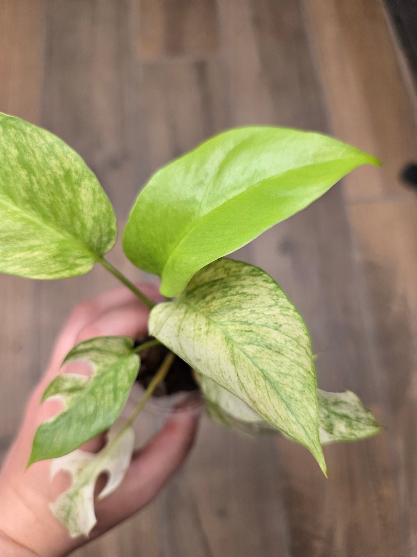 Rhaphidophora Tetrasperma White Monster