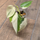 Philodendron Hederaceum Albo Variegated