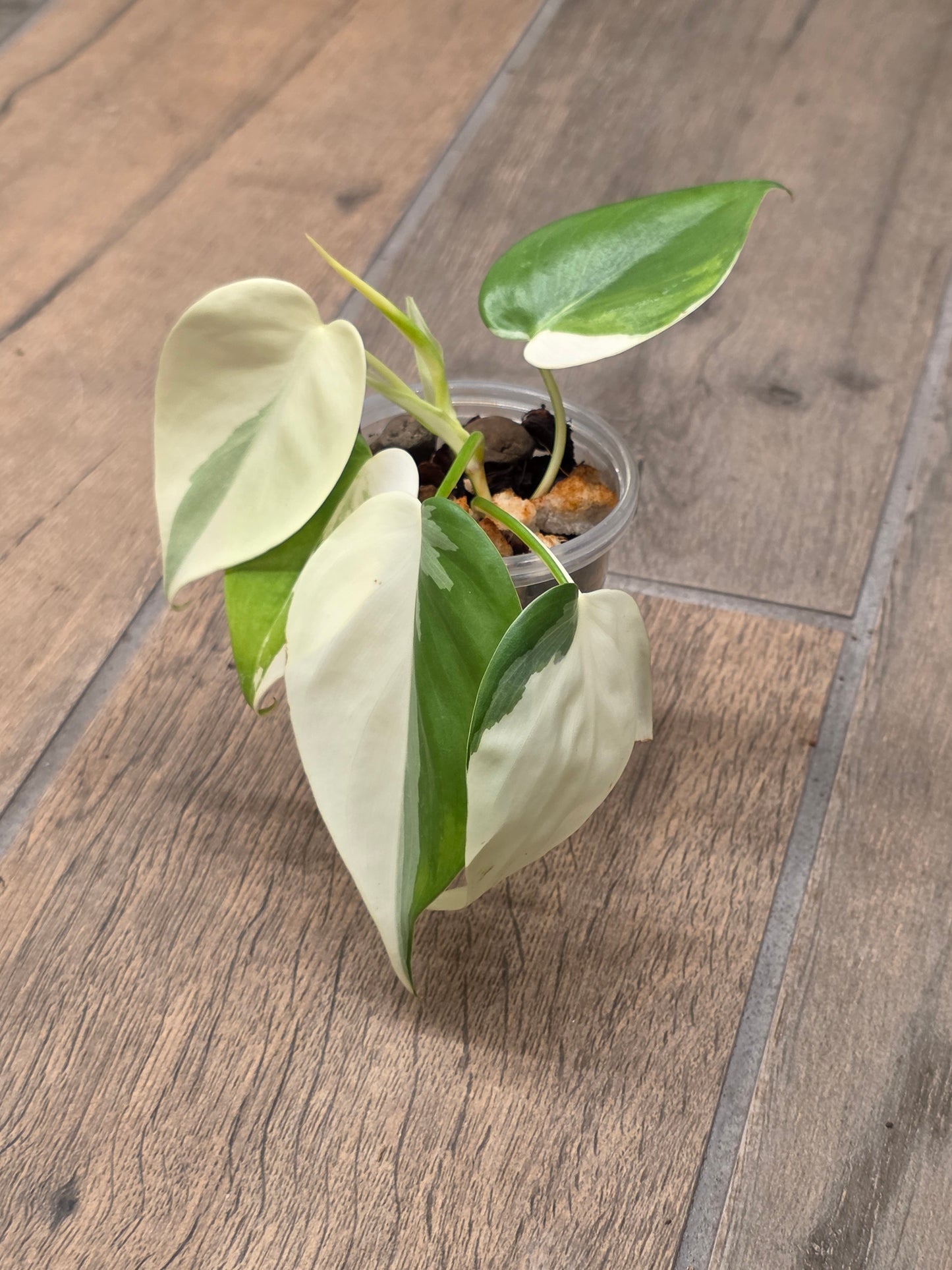 Philodendron Hederaceum Albo Variegated