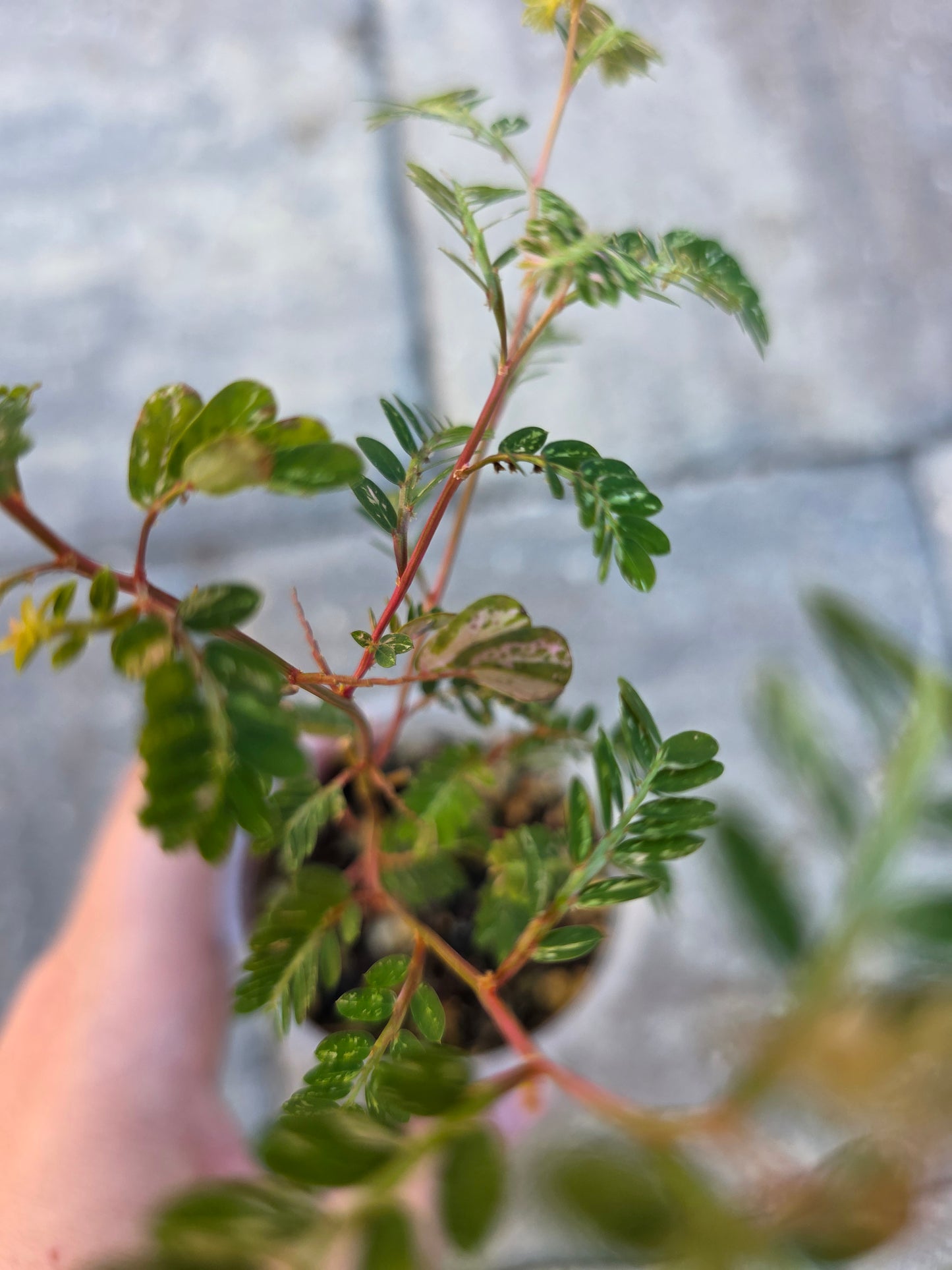 Phyllanthus Urinaria Variegated