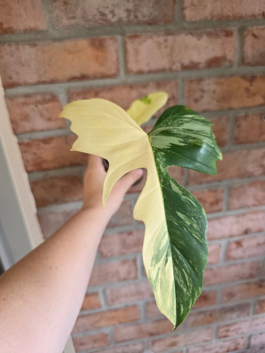 Philodendron Golden Dragon Aurea 🦄