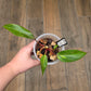 Philodendron Orange Princess