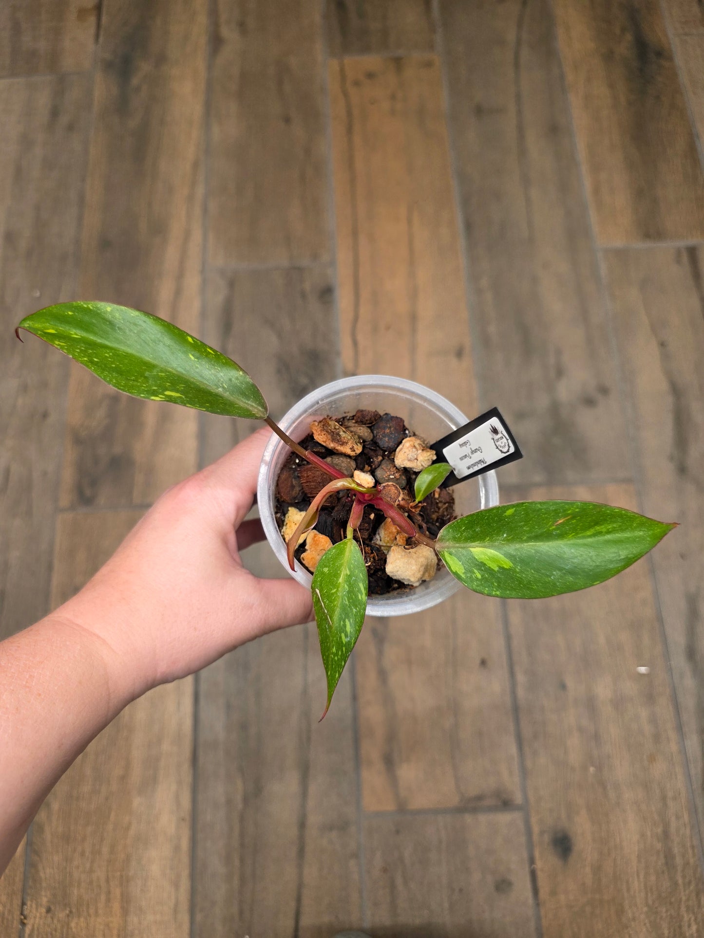 Philodendron Orange Princess