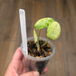 Alocasia Ninja Splash