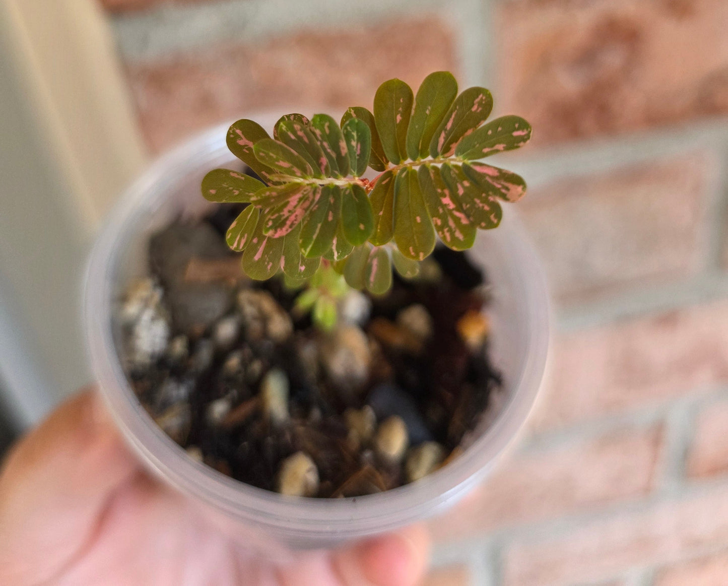 Phyllanthus Urinaria Pink Variegated