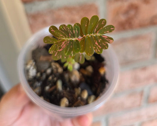 Phyllanthus Urinaria Pink Variegated