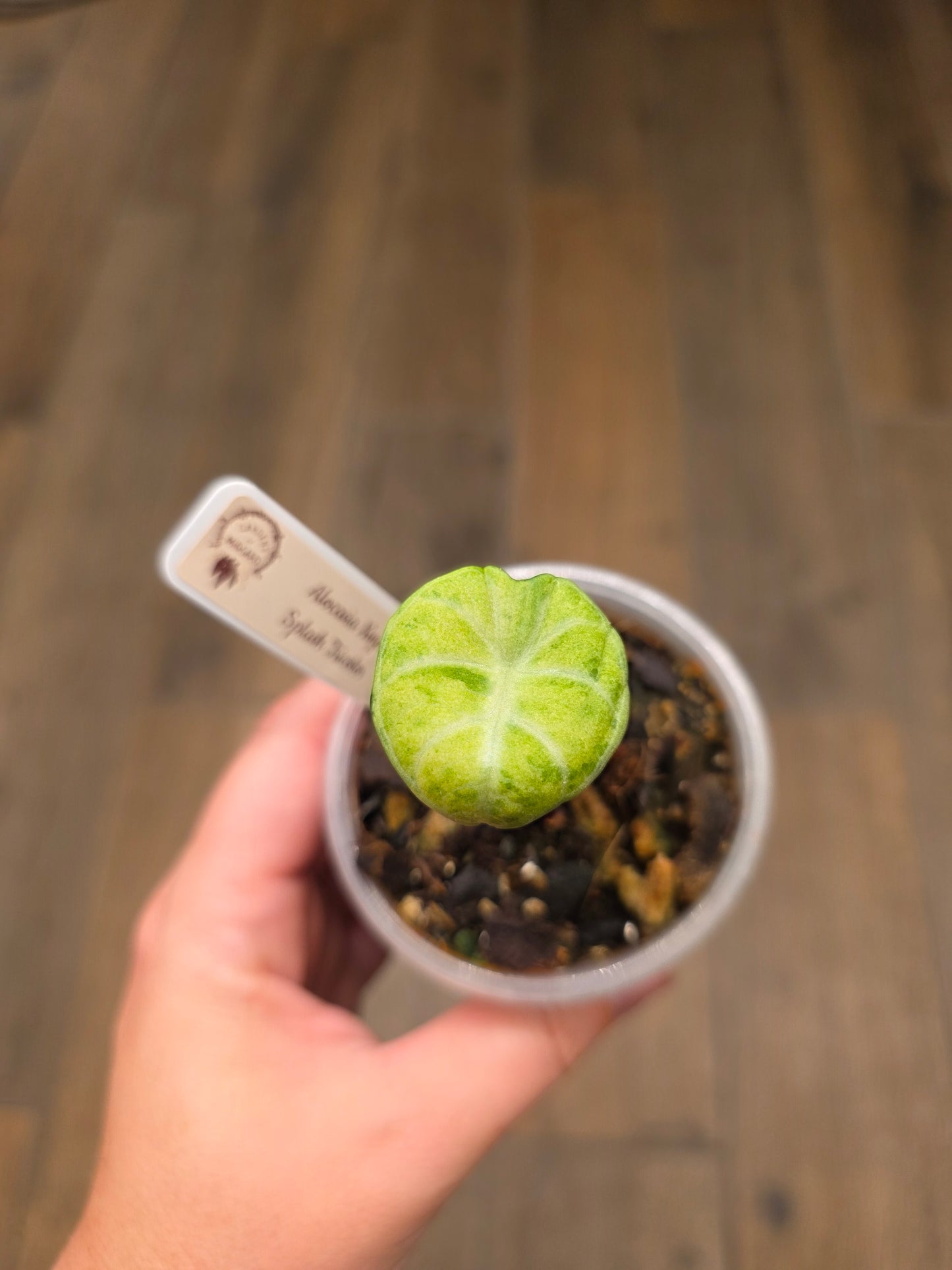 Alocasia Ninja Splash