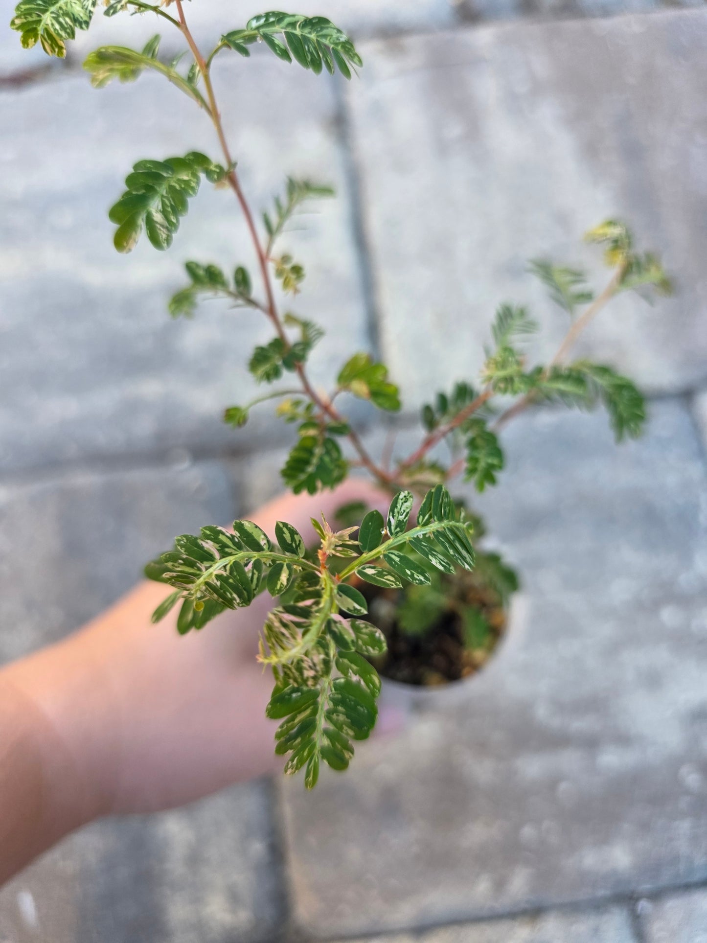 Phyllanthus Urinaria Variegated