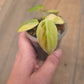 Philodendron Melanochrysum Orange/Pink