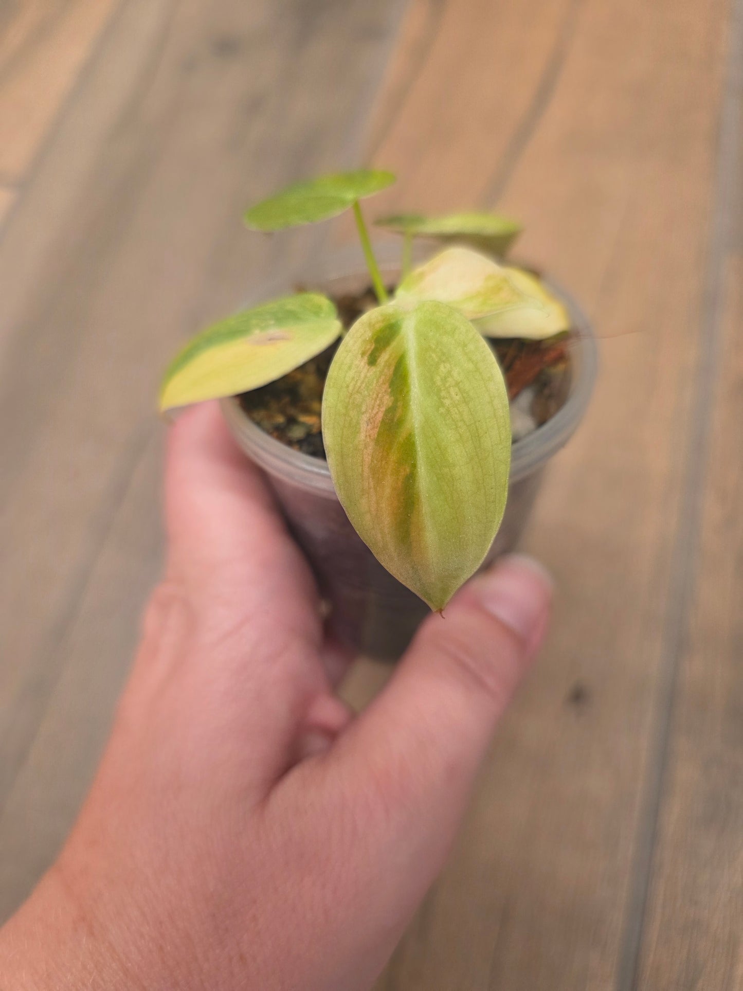 Philodendron Melanochrysum Orange/Pink