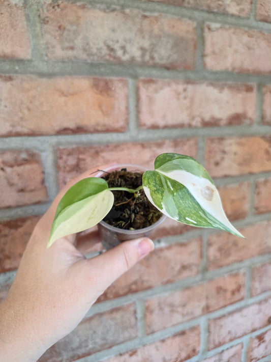 Philodendron Hederaceum Albo Variegata