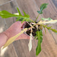 Philodendron Tortum X FL Beauty