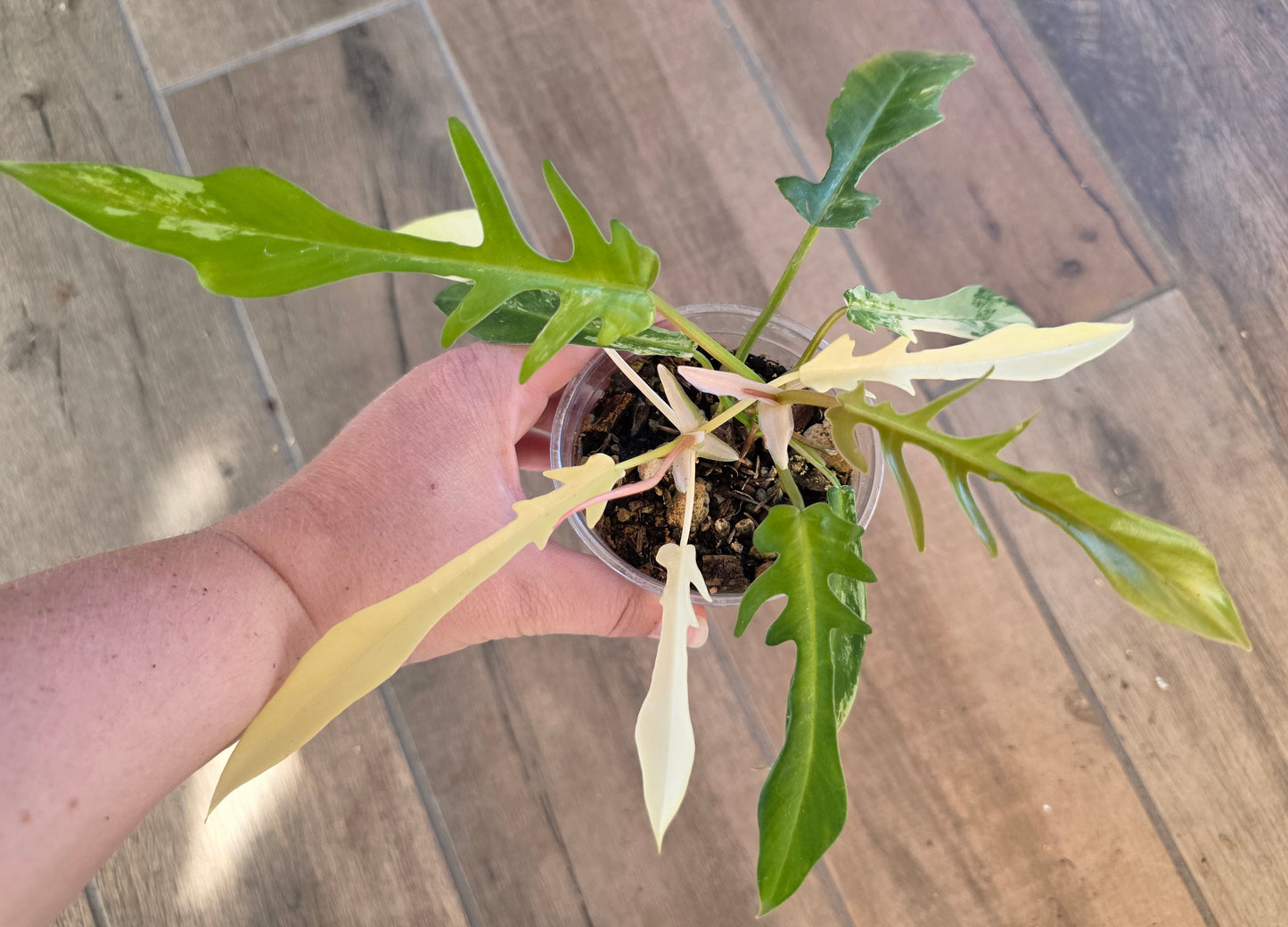 Philodendron Tortum X FL Beauty