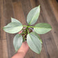 Philodendron Silver Sword Variegated