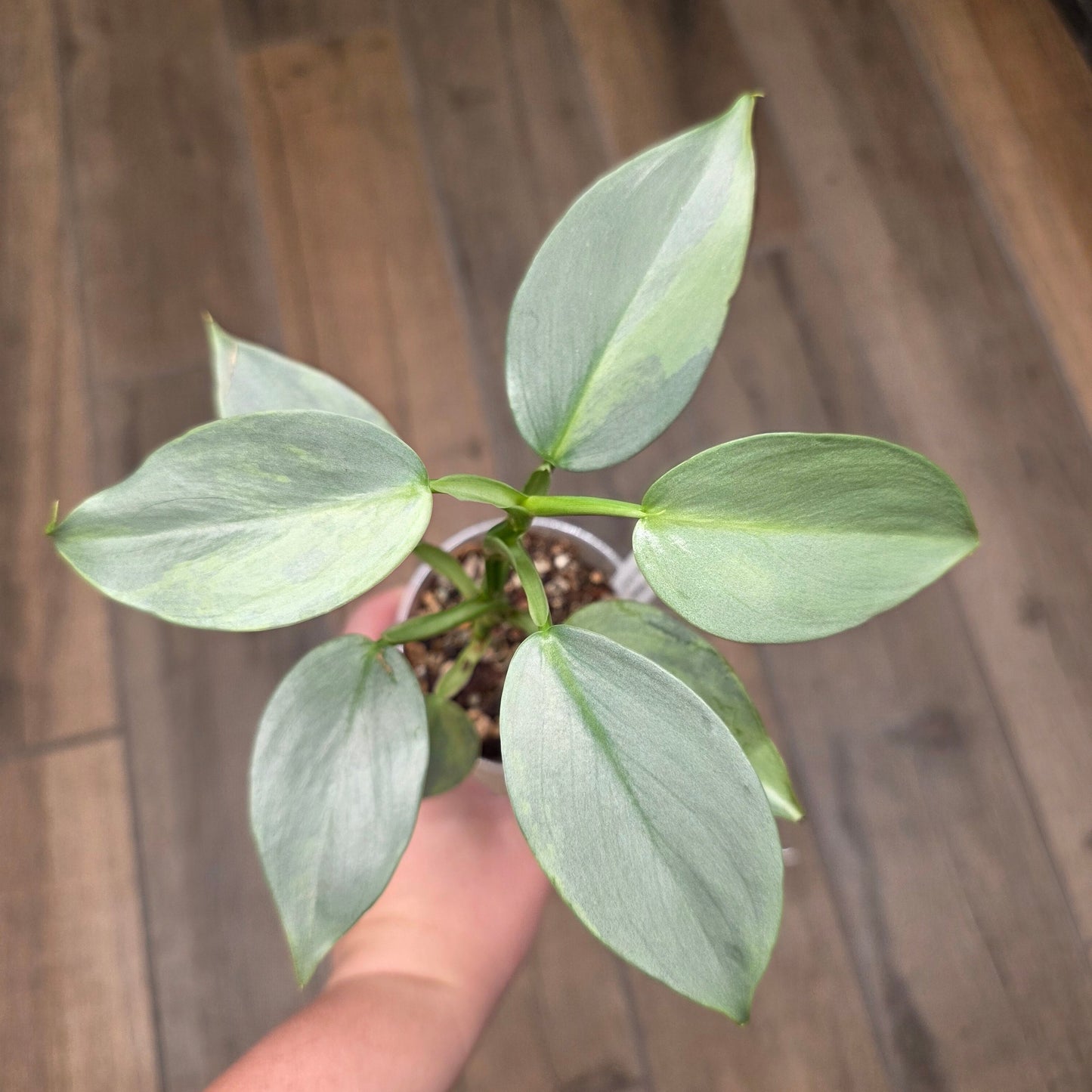 Philodendron Silver Sword Variegated