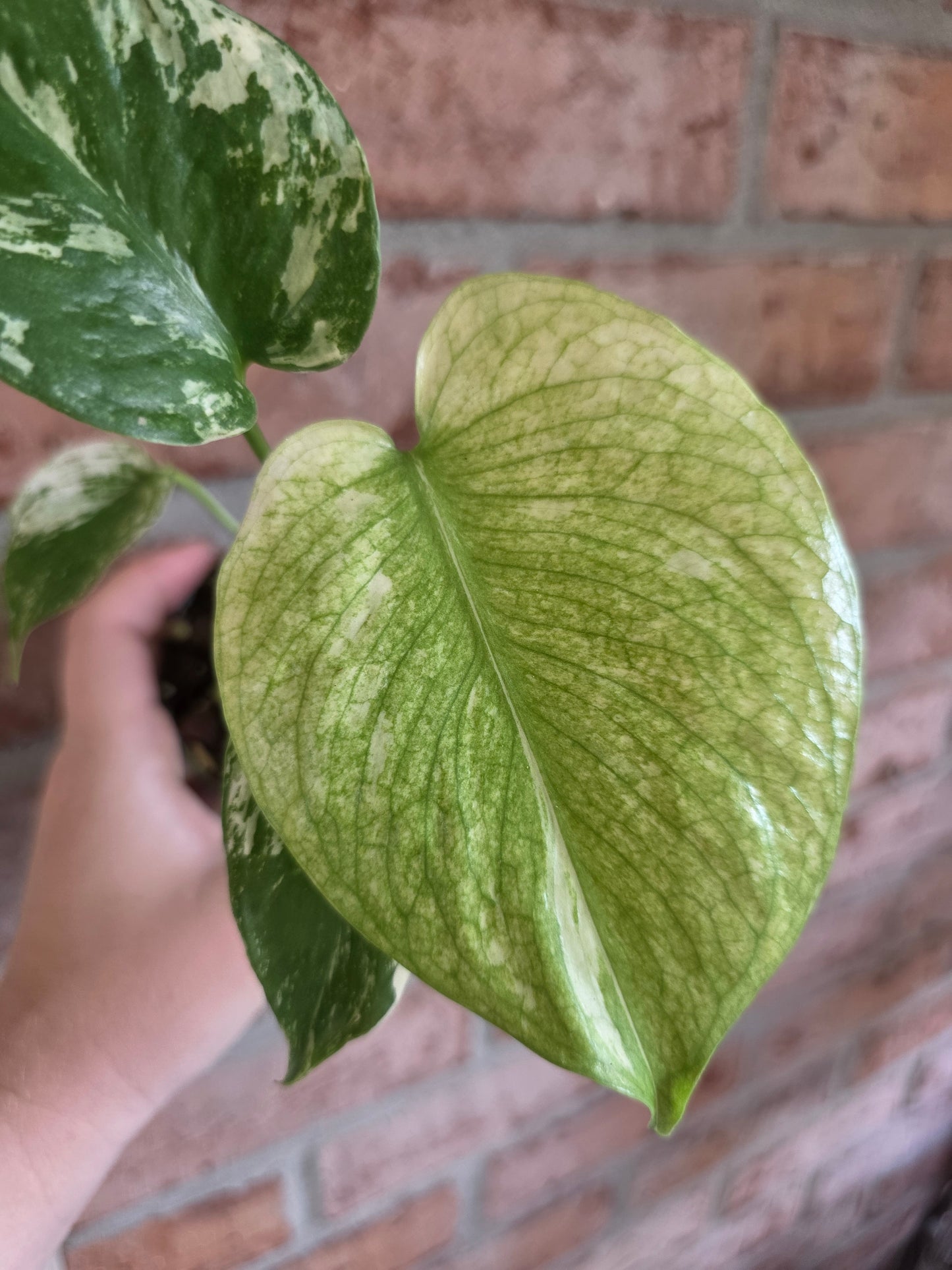 Monstera Mint