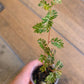 Phyllanthus Urinaria Pink Variegated (2 in 1)