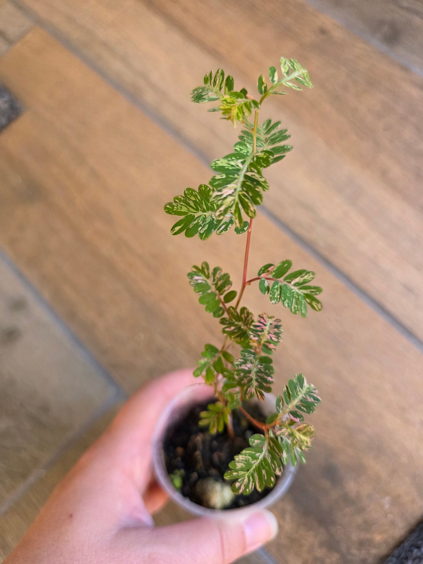 Phyllanthus Urinaria Pink Variegated (2 in 1)