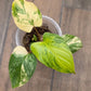 Homalomena Rubescens Aurea
