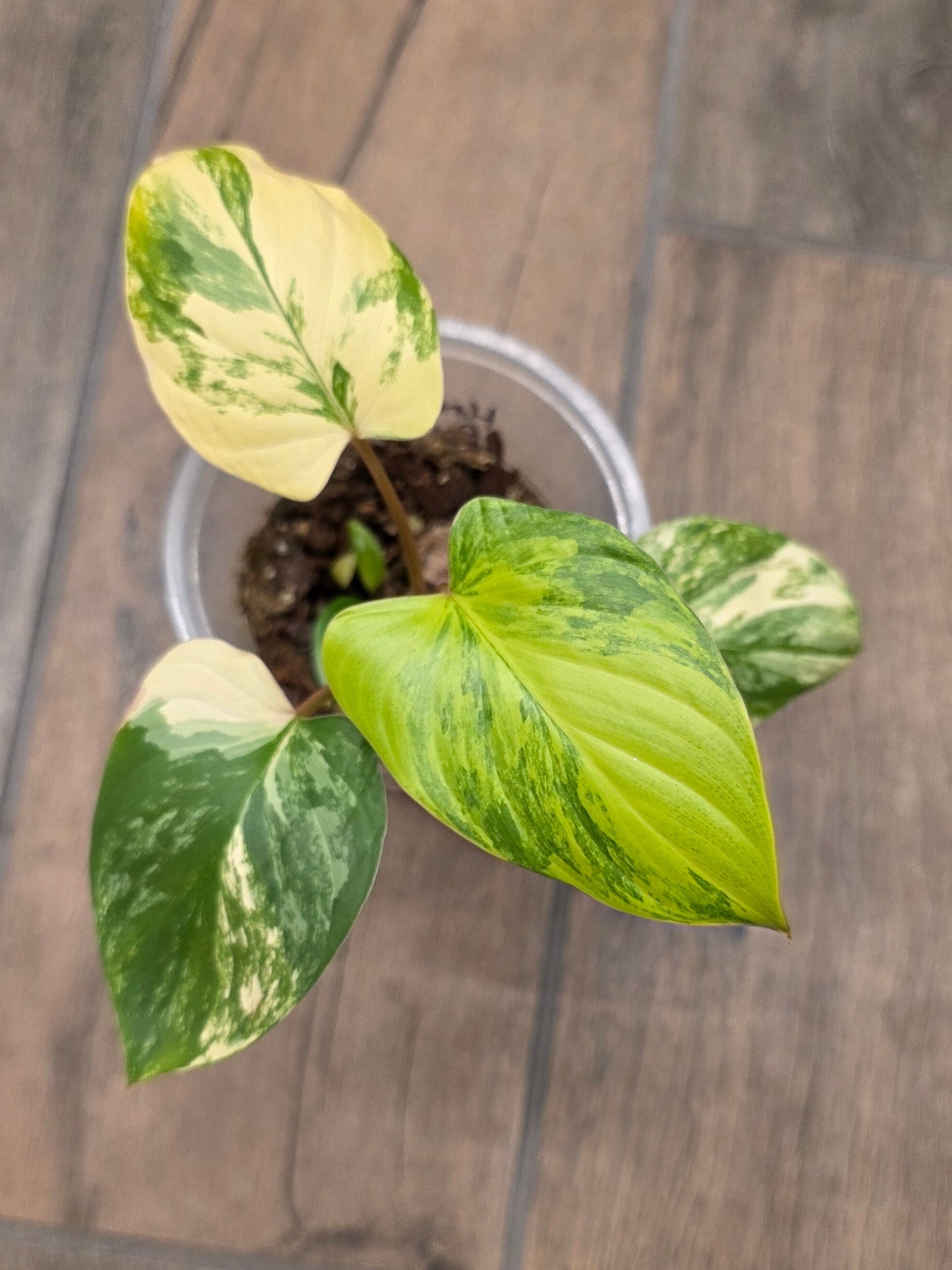 Homalomena Rubescens Aurea