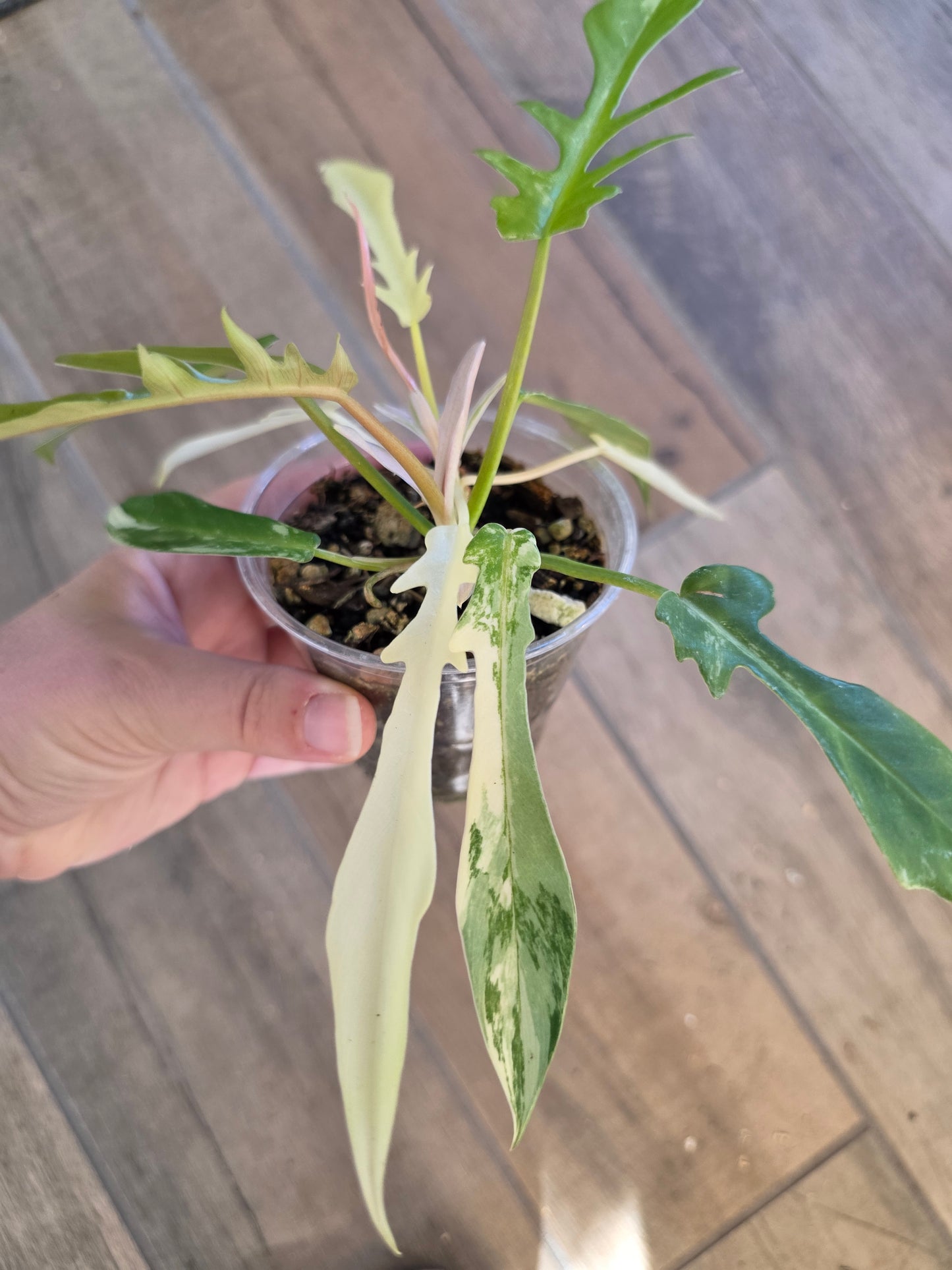 Philodendron Tortum X FL Beauty