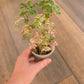 Phyllanthus Urinaria Pink Variegated