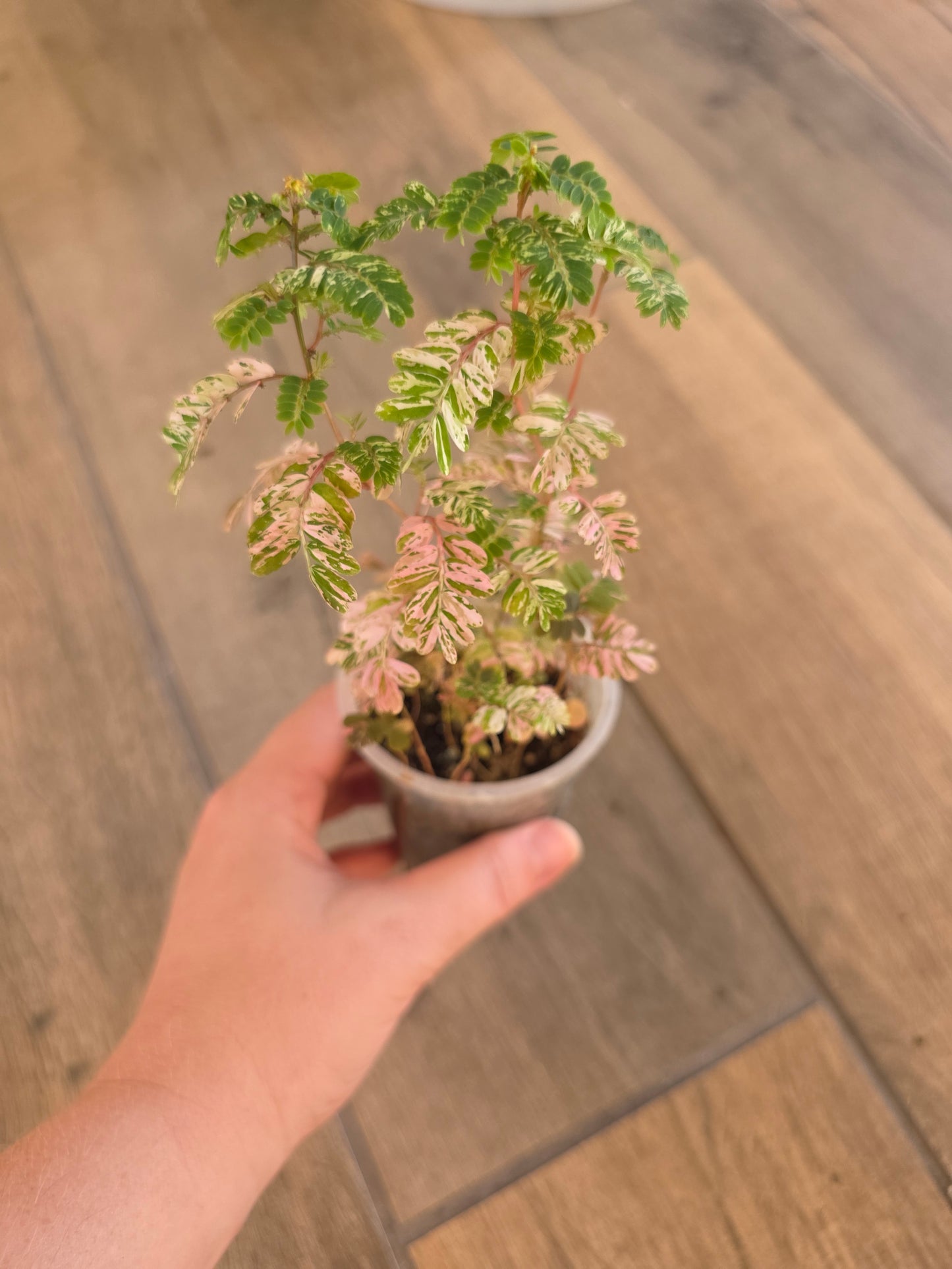Phyllanthus Urinaria Pink Variegated
