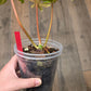 Philodendron Squamiferum X Mayoii Mint