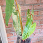Philodendron Billietiae Variegated
