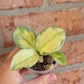 Hoya Argentea Princess
