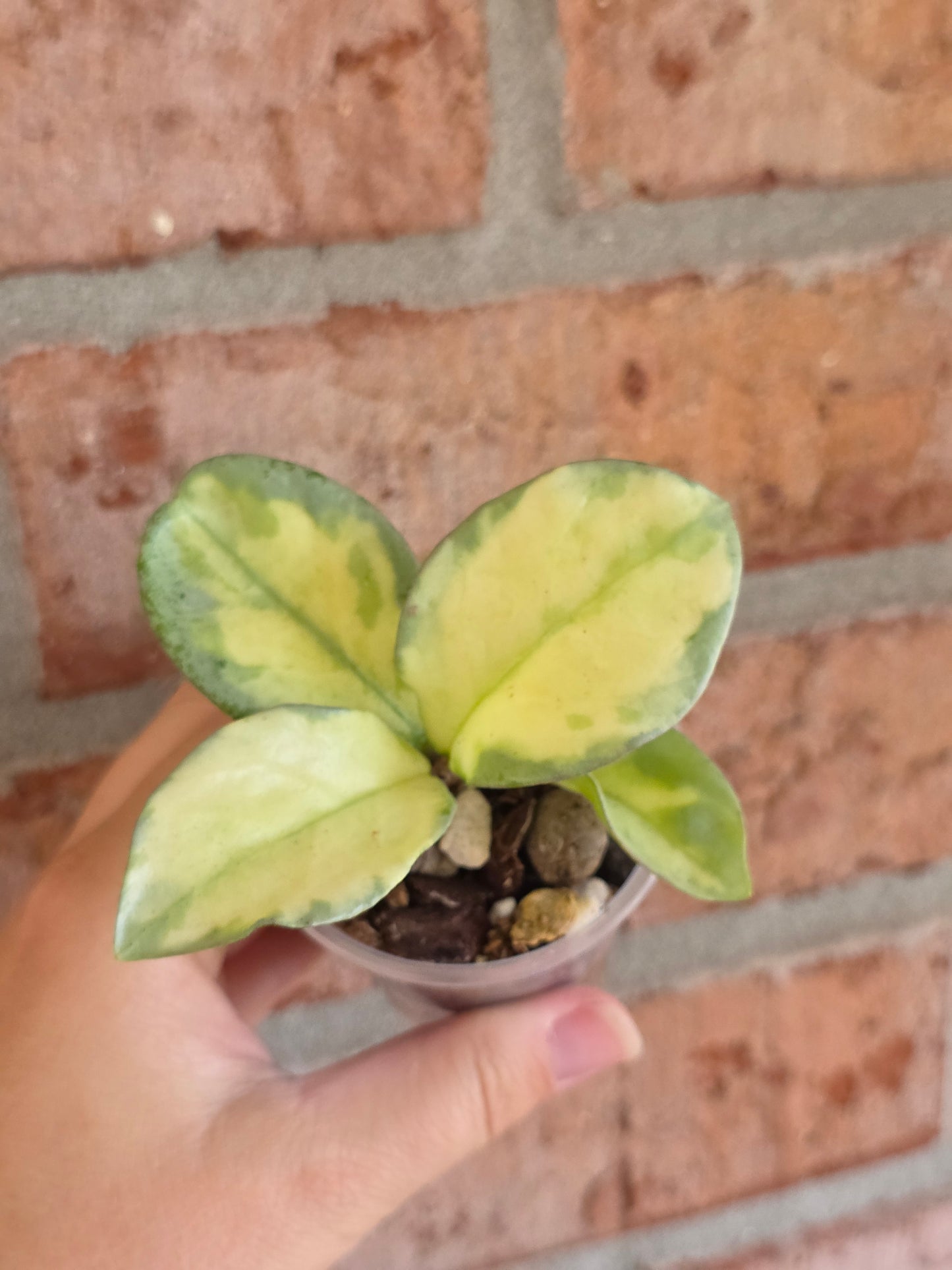 Hoya Argentea Princess