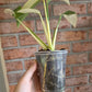 Epipremnum Giganteum Albo Variegated 'White Pearl'