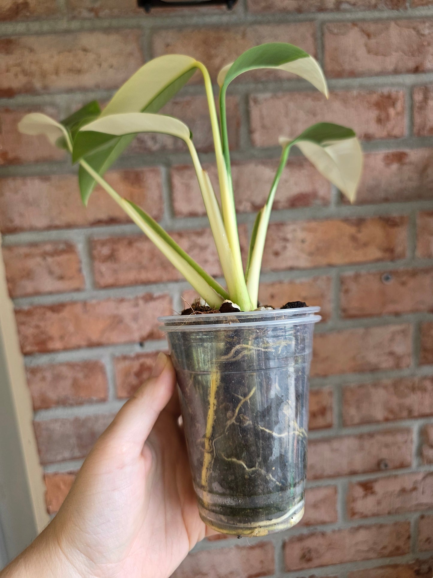 Epipremnum Giganteum Albo Variegated 'White Pearl'