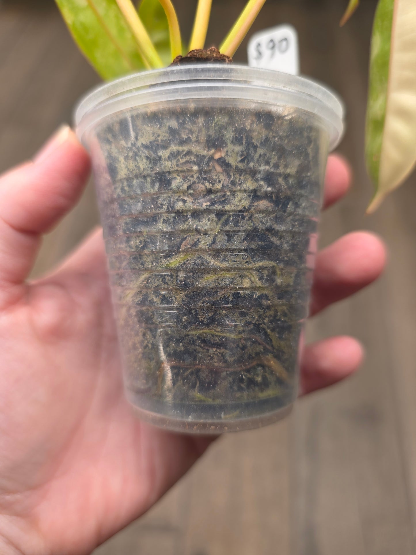 Philodendron Billietiae X FL Beauty Variegated 'Jennifer'