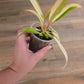 Philodendron Caramel Marble