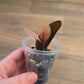 Raven ZZ Pink Variegated