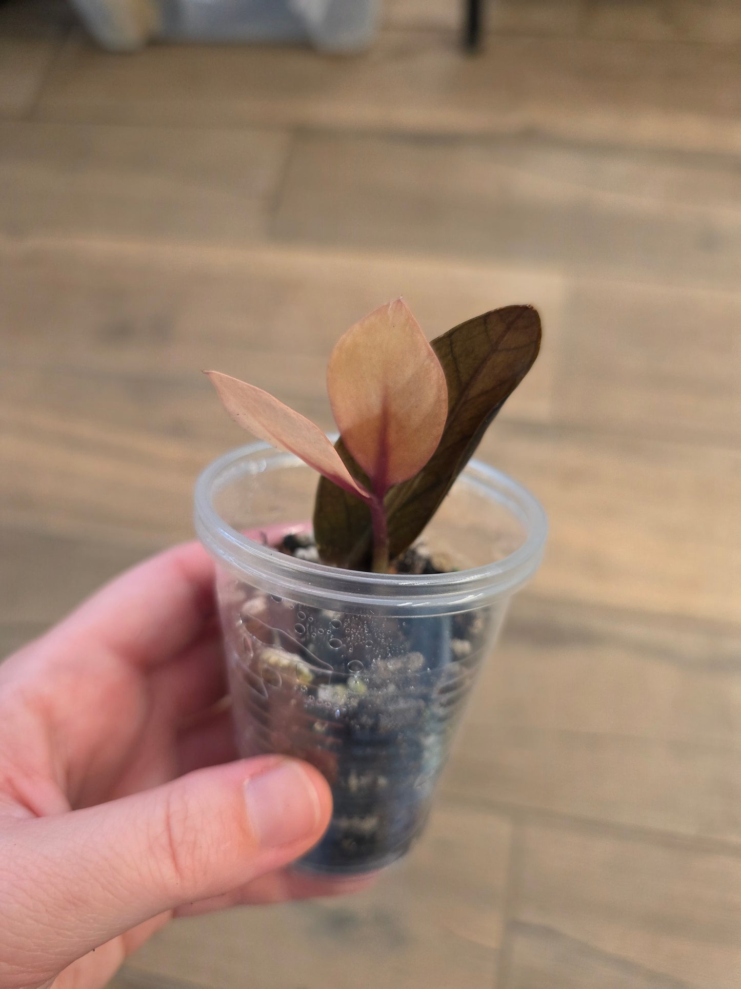 Raven ZZ Pink Variegated